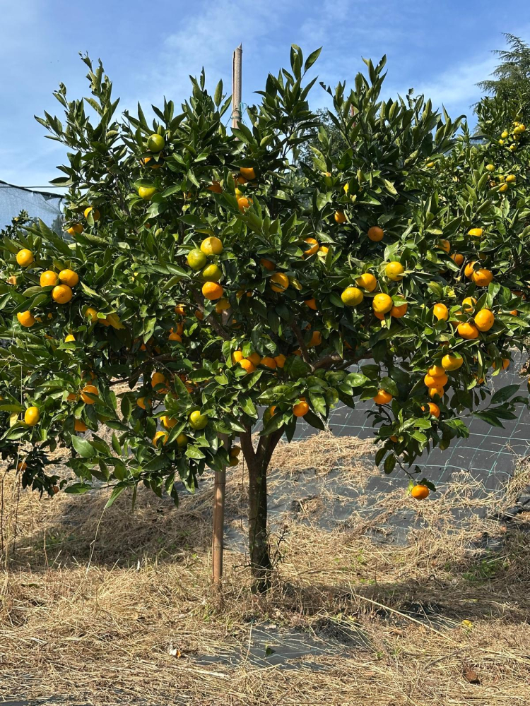Rize’de mandalina çeşidi 9’a çıktı, Antalya’ya gönderildi